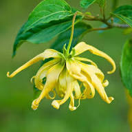 Yellow Cananga Odorata Flower Seeds – Heirloom, Non-GMO, High Germination Organic Seeds
