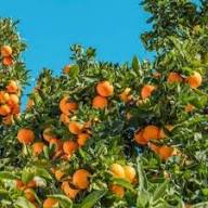 Orange Satsuma Mandarin Seeds for Planting – Heirloom Non-GMO High Germination Organic Garden Seeds