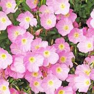 Pink Primrose Flower Seeds for Planting – Heirloom Non-GMO High Germination Organic Garden Seeds