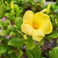Yellow Campanula Flower Seeds – Heirloom, Non-GMO, High Germination Seeds for Planting