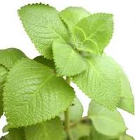 Green Cuban Oregano Plant Seeds Heirloom Non-GMO High Germination Organic Garden Seeds for Planting