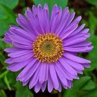 Violet Erigeron Flower Seeds Heirloom Non-GMO High Germination Organic Garden Seeds