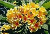 Yellow Plumeria Flowers Seeds – Heirloom Non-GMO High Germination Organic Garden Seeds