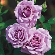 Rose Flower Seeds for Planting and Growing Violet – Heirloom Non-GMO High Germination Organic Garden Seeds for Planting