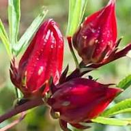 Maroon Roselle Plant Seeds for Planting – Heirloom, Non-GMO, High Germination Organic Garden Seeds