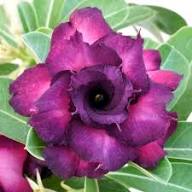 Lila Adenium-Blumensamen – Alte Sorte, gentechnikfrei, hohe Keimrate, Bio-Gartensamen zum Pflanzen