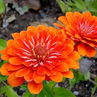 Perennial Zinnia Flower Seeds Orange – Heirloom Non-GMO High Germination Organic Garden Seeds