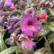 Pink Lungwort Flower Seeds – Heirloom, Non-GMO, High Germination Seeds