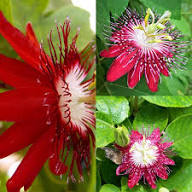 Semillas perennes de pasionaria roja, reliquia, sin OMG, alta germinación, semillas de jardín orgánicas para plantar