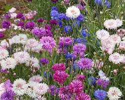 Purple Centaurea Cyanus Flower Seeds for Planting – Heirloom Non-GMO High Germination Organic Garden Seeds Seeds for Planting