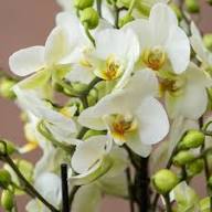 Yellow Phalaenopsis Orchid Flower Seeds – Heirloom, Non-GMO, High Germination Organic Garden Seeds for Planting