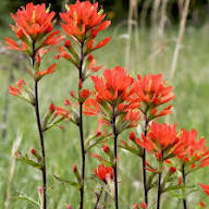 Semillas de flor de Castilleja Indivisa – Herencia, no transgénicas, alta germinación, semillas orgánicas