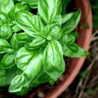 Basil Organic Plant Seeds Heirloom Non-GMO High Germination Organic Garden Seeds for Planting