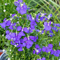 Purple Lobelia Regatta Flower Seeds for Planting – Heirloom, Non-GMO, High Germination Organic Garden Seeds for Planting Seeds for Planting