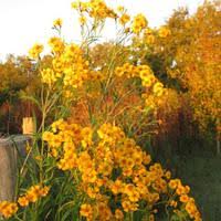 Yellow Tagetes Lucida Flower Seeds Heirloom Non-GMO High Germination Organic Seeds