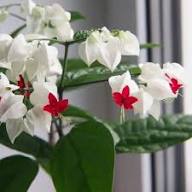Thomsoniae Flower Seeds Heirloom Non-GMO High Germination Organic Garden Seeds for Planting