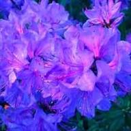 Azalea Flower Seeds Violet for Planting – Heirloom Non-GMO High Germination Organic Seeds