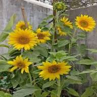 Yellow Terracotta Sunflower Flower Seeds Heirloom Non-GMO High Germination Organic Garden Seeds