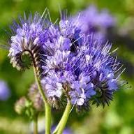 Semillas de flores de menta poleo morada – Herencia, sin OGM, semillas de jardín orgánicas de alta germinación para sembrar