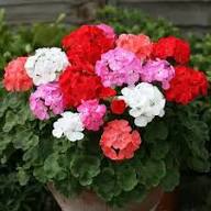 Mixed Geranium Pelargonium Flower Seeds – Heirloom, Non-GMO, High Germination Seeds