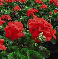 Red Climbing Geranium Flower Seeds – Heirloom Non-GMO High Germination Organic Garden Seeds for Planting
