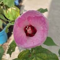 Rosa Abutilon Blumen Samen – Alte Sorte, gentechnikfrei, keimfreudige Bio-Gartensamen zum Einpflanzen