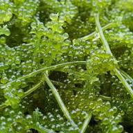Seagrapes Seeds Heirloom Non-GMO High Germination Organic Garden Seeds for Planting