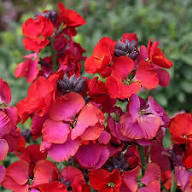 Semillas de flores de alhelí rosa – cimiente, sin OMG, alta germinación, semillas de jardín orgánicas para plantar
