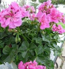 Pink Geranium Pelargonium Flower Seeds for Planting – Heirloom, Non-GMO, High Germination Organic Garden Seeds
