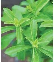 Seeds Stevia Heirloom Non-GMO High Germination Organic Garden Seeds