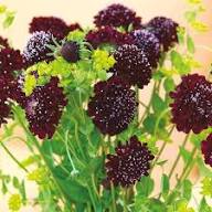 Black Scabiosa Flower Seeds for Planting – Heirloom, Non-GMO High Germination Organic Garden Seeds