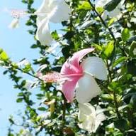 Rare Pink White Hibiscus Flower Seeds Heirloom Non-GMO High Germination Organic Garden Seeds for Planting
