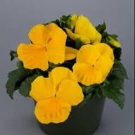 Semillas de flores de ranúnculo doble amarillo Rococo – Semillas orgánicas sin OGM de alta germinación reliquia