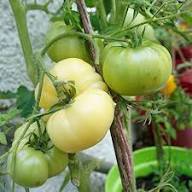 Tomato Growing Green Seeds – Heirloom, Non-GMO, High Germination Organic Garden Seeds