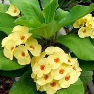 Crown Thorns Flower Seeds Heirloom Non-GMO High Germination Organic Garden Seeds for Planting