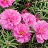 Pink Portulaca Grandiflora Flower Seeds Heirloom Non-GMO High Germination Organic Garden Seeds for Planting