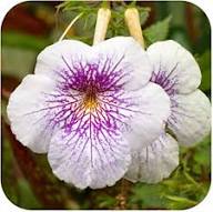 White Purple Achimenes Flower Seeds Heirloom Non-GMO High Germination Organic Garden Seeds for Planting