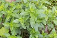 Perennial Oregano Plant Seeds Heirloom Non-GMO High Germination Organic Garden Seeds