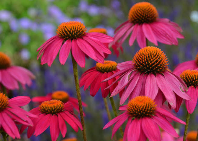 Pow Wow Wild Berry Echinacea Flower Seeds for Planting – Heirloom, Non-GMO Garden Seeds