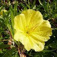 Yellow Primrose Flower Seeds for Planting – Heirloom Non-GMO High Germination Organic Garden Seeds