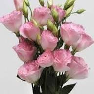 Pink Linanthus Grandiflorus Flower Seeds – Seeds for Planting, Heirloom, Non-GMO, High Germination Organic Garden Seeds