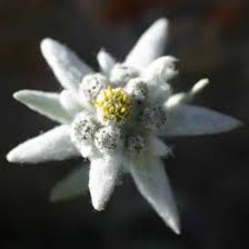 Edelweiss Alpine Flower Seeds Heirloom Non-GMO High Germination Organic Garden Seeds for Planting