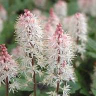 Pink White Tiarella Flower Seeds Heirloom Non-GMO High Germination Organic Garden Seeds for Planting