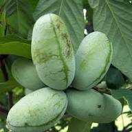 Green Pawpaws Seeds Heirloom Non-GMO High Germination Organic Garden Seeds for Planting