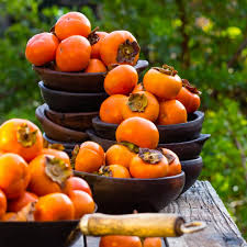 American Persimmons Fruit Tree Seeds for Planting – Heirloom Non-GMO High Germination Organic Garden Seeds