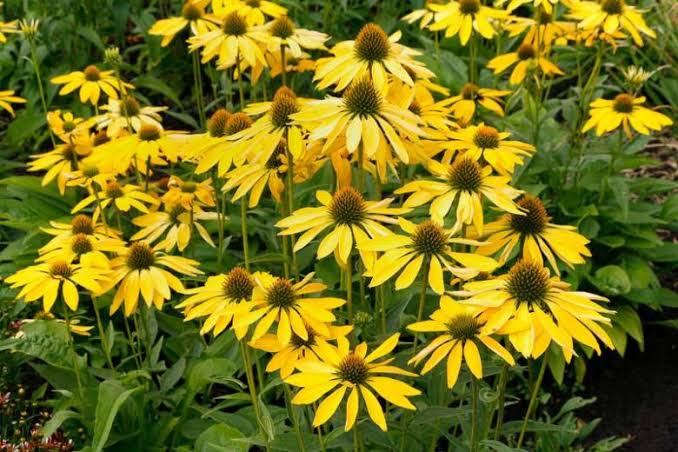 Leilani Coneflower Echinacea Purpurea Seeds for Planting – Heirloom, Non-GMO