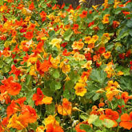 Yellow Tropaeolum Flower Seeds Heirloom Non-GMO High Germination Organic Garden Seeds