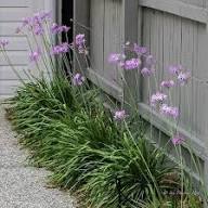 Purple Tulbaghia Violacea Flower Seeds – Heirloom Non-GMO High Germination Organic Garden Seeds