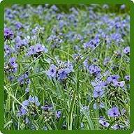 Dreimasterblume Samen – Alte Sorte, gentechnikfrei, keimstark, Bio-Gartensamen