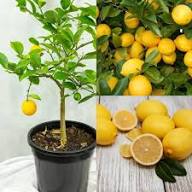 Mixed Lemon Seeds – Heirloom, Non-GMO, High Germination Organic Garden Seeds for Planting